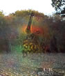 The Beast of Minsden Chapel? click here for article on the ruined, haunted Chapel, with extraordinary photo!